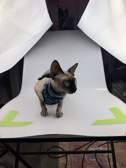 Harry in a blue harness standing on a white photography backdrop between two softbox lights