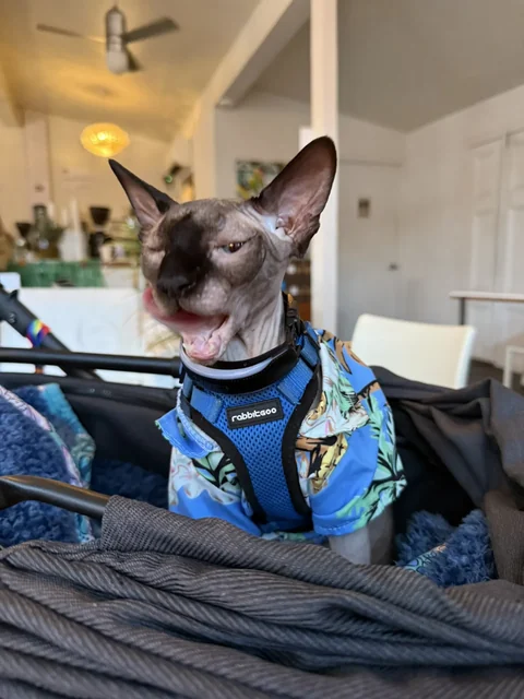 Harry yawning in a stroller while wearing a blue tropical-print shirt and blue harness