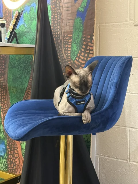 Harry resting on a blue velvet chair with one front paw draped over the edge
