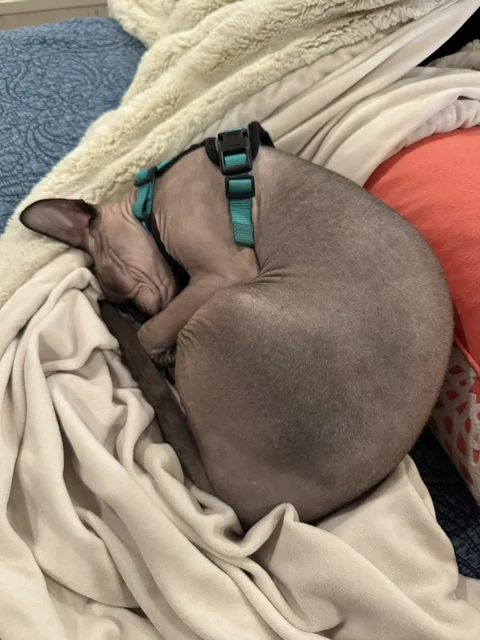 Harry curled up asleep on cream blankets wearing his green harness