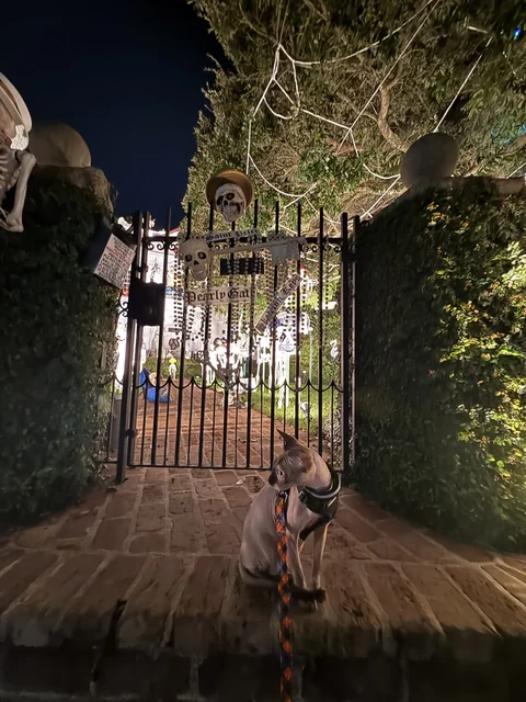 Harry on a brick path in front of an illuminated iron garden gate at night