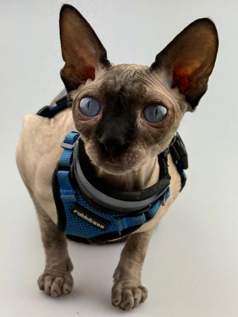 Harry Nudini looking up with blue eyes, enormous ears, and a blue walking harness