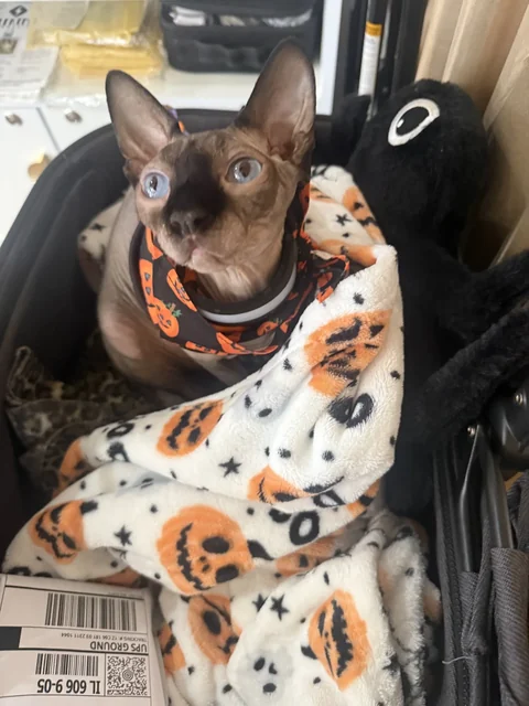 Harry in a stroller, wearing an orange patterned bandana and surrounded by a pumpkin-print blanket